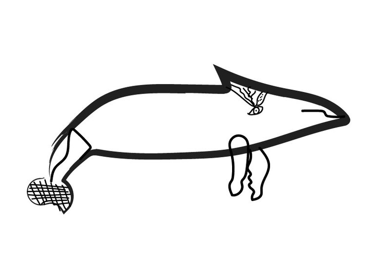 A digitised children's illustration of a whale with a patterned tail.