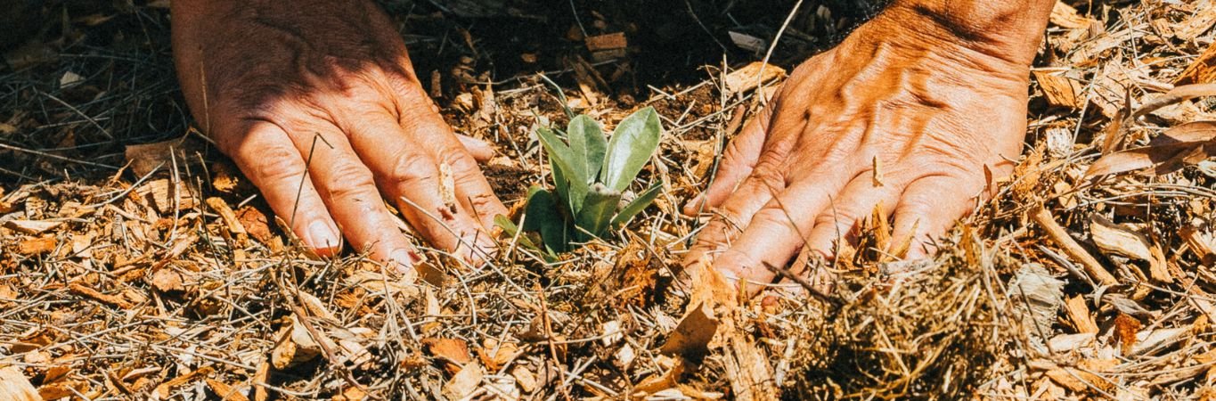 HEADER Grow a Poem (Primary)