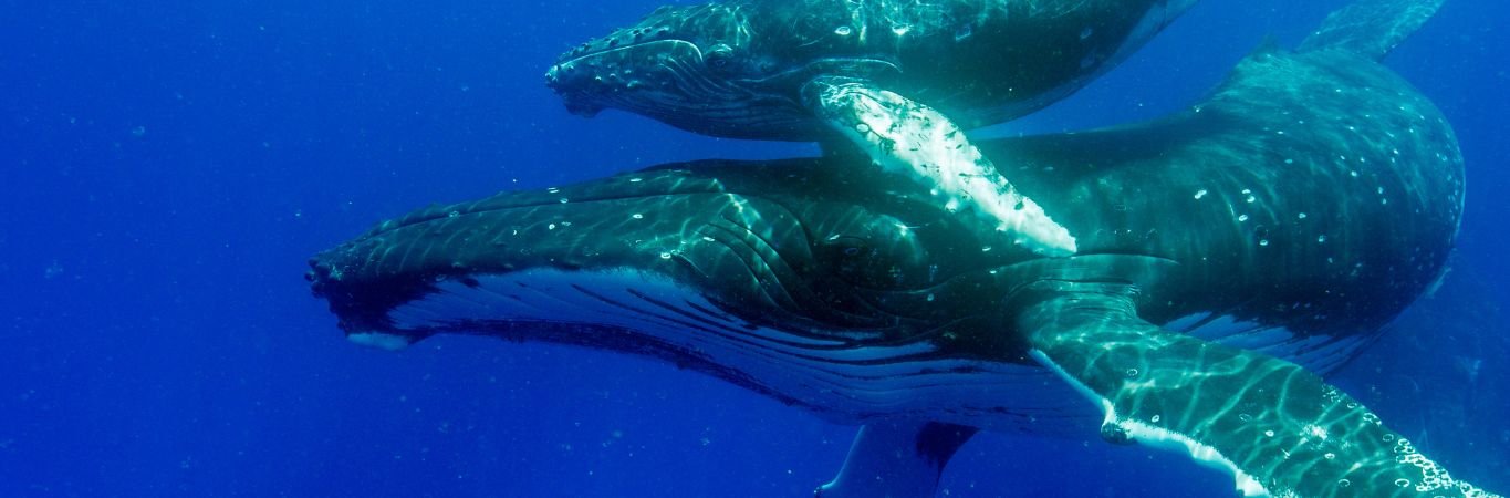 HEADER The Sounds of Water