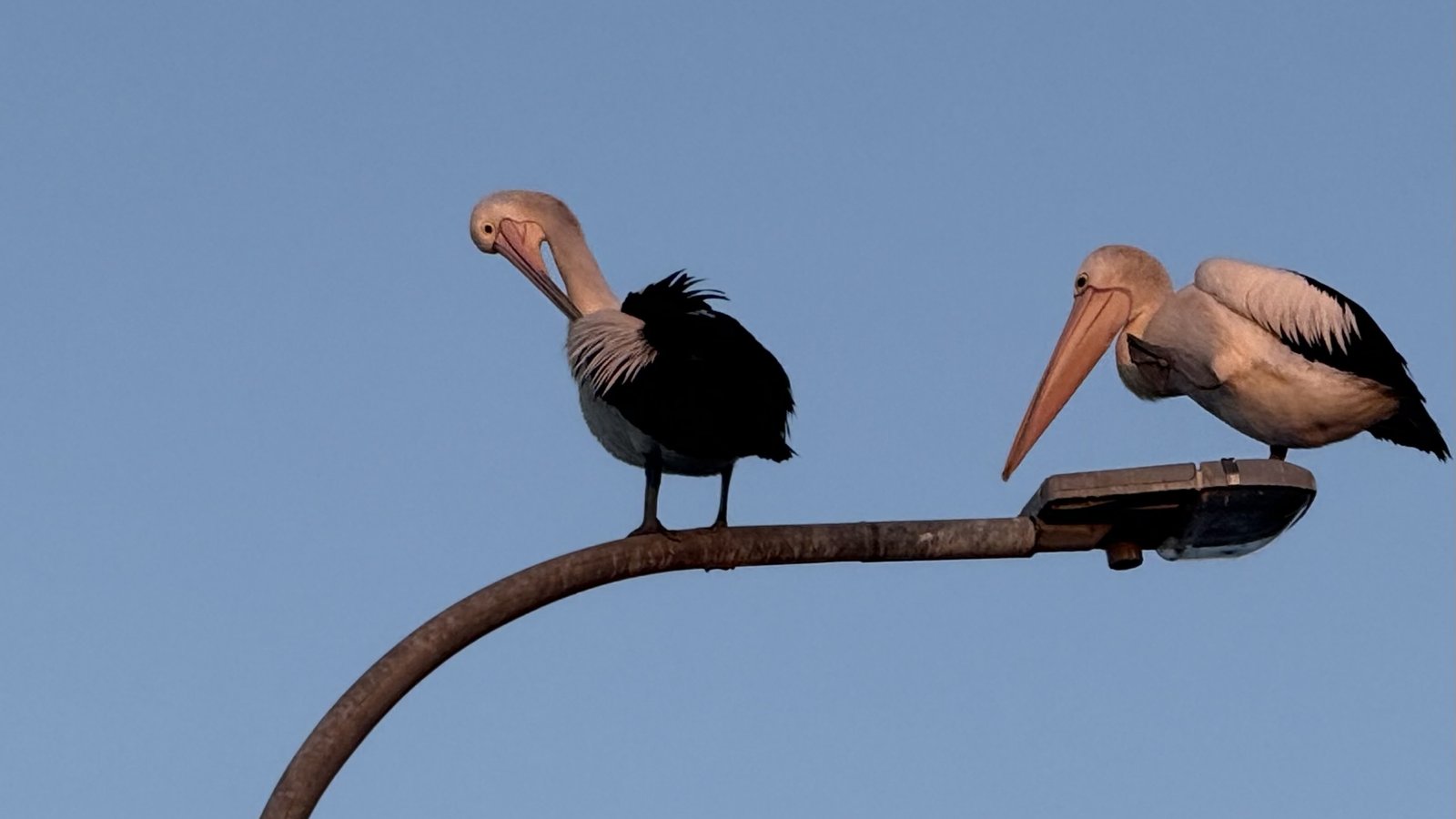 Pelicans of Biripi - no cred
