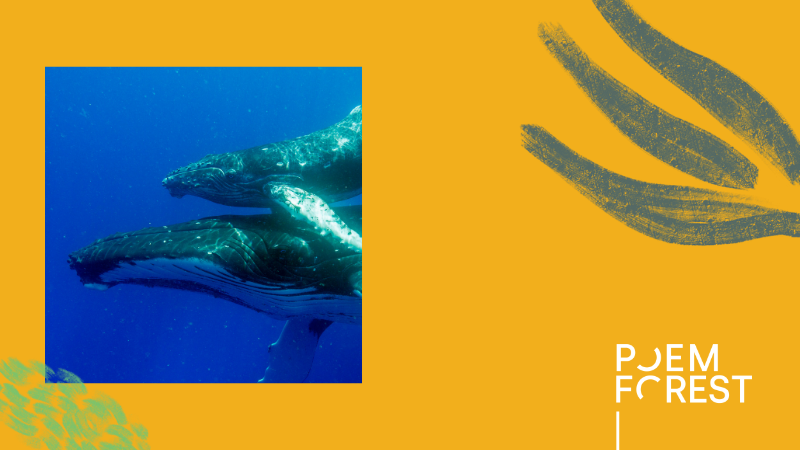 LISTING_ The Sounds of Water