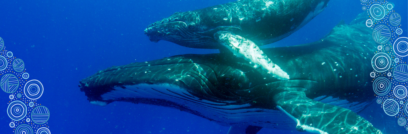 Whale Workshop