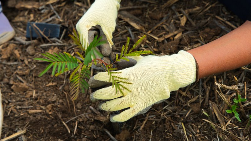 Poem Forest-Image-Red Room Poetry-soil turning