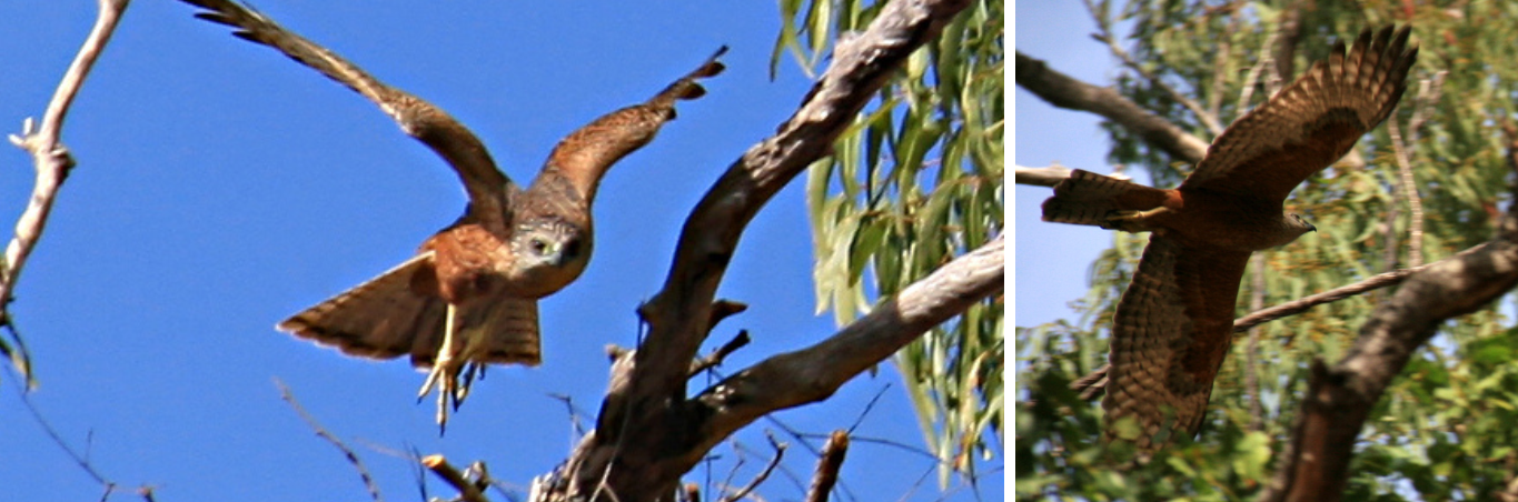 Web Banner - Red Goshawk 1365 x 670.png