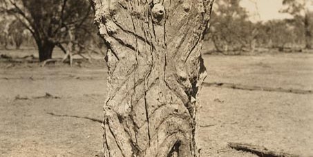 Engravings In Trees Carved Trees Aboriginal cultures of Western NSW | New Australian poetry ...